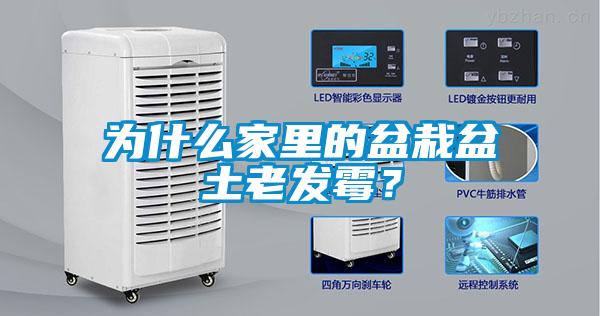 為什么家里的盆栽盆土老發(fā)霉？
