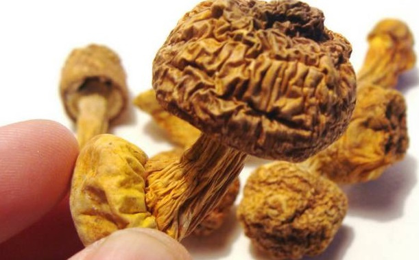 巴西菇、姬松茸烘干機-怎樣烘干色澤好且菇體褶片完整？