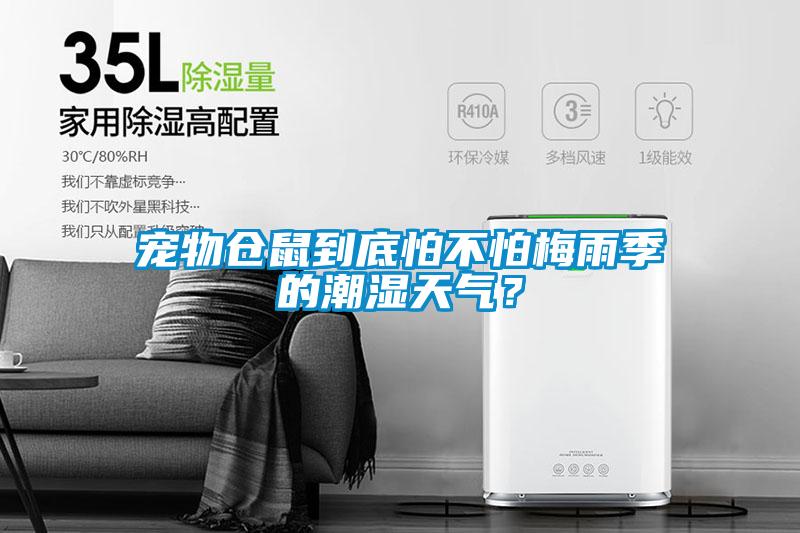 寵物倉鼠到底怕不怕梅雨季的潮濕天氣？