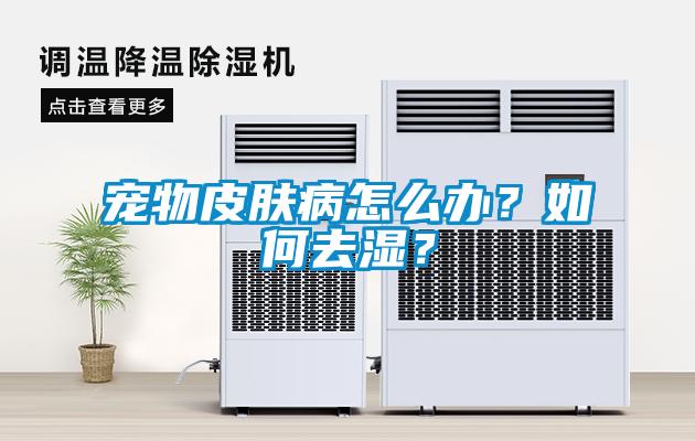 寵物皮膚病怎么辦？如何去濕？