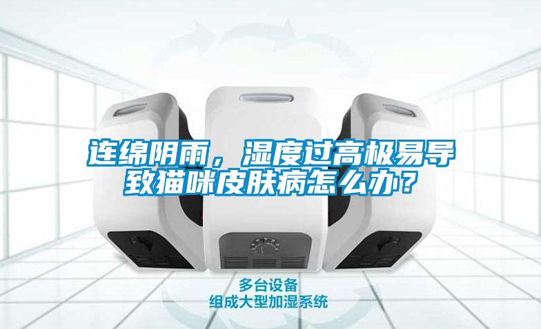 連綿陰雨，濕度過(guò)高極易導(dǎo)致貓咪皮膚病怎么辦？