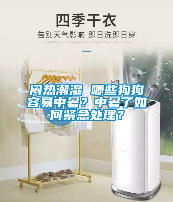 悶熱潮濕 哪些狗狗容易中暑？中暑了如何緊急處理？