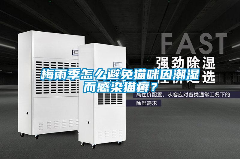 梅雨季怎么避免貓咪因潮濕而感染貓癬？
