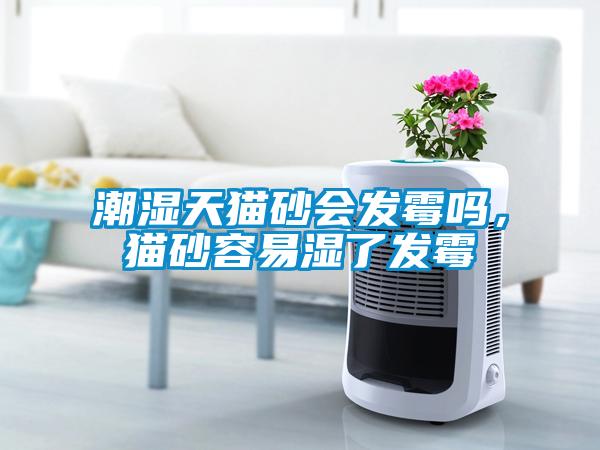 潮濕天貓砂會(huì)發(fā)霉嗎，貓砂容易濕了發(fā)霉