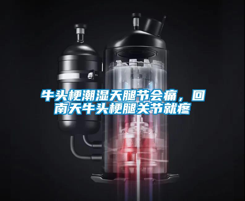 牛頭梗潮濕天腿節(jié)會痛，回南天牛頭梗腿關(guān)節(jié)就疼