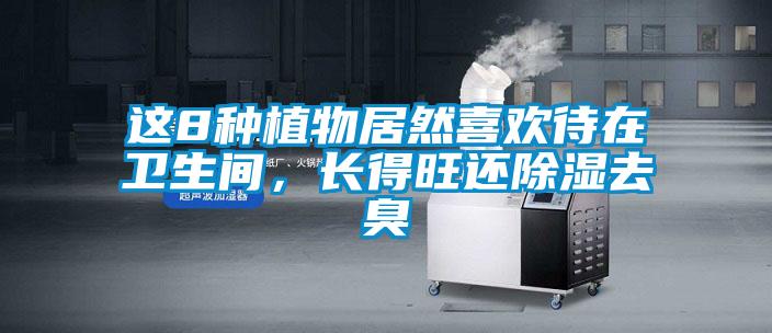 這8種植物居然喜歡待在衛(wèi)生間，長得旺還除濕去臭