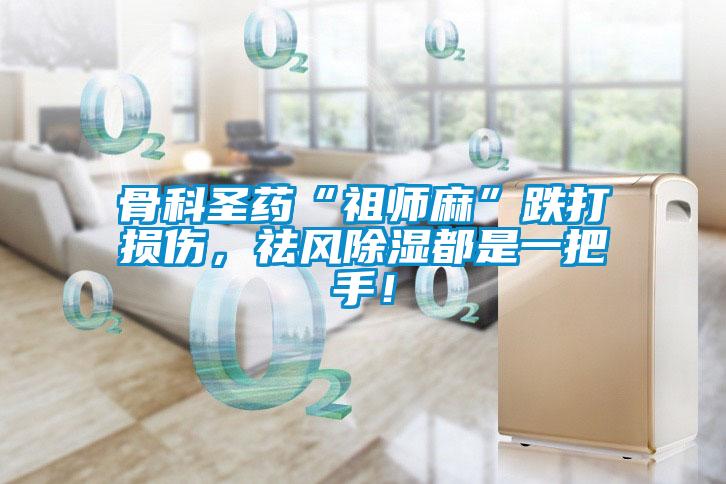 骨科圣藥“祖師麻”跌打損傷，祛風(fēng)除濕都是一把手！