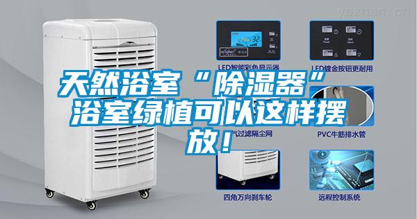 天然浴室“除濕器” 浴室綠植可以這樣擺放！