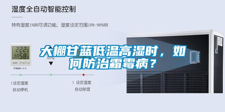 大棚甘藍(lán)低溫高濕時(shí)，如何防治霜霉病？