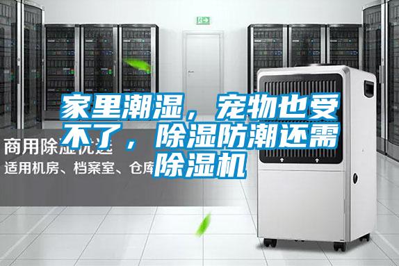 家里潮濕，寵物也受不了，除濕防潮還需除濕機(jī)