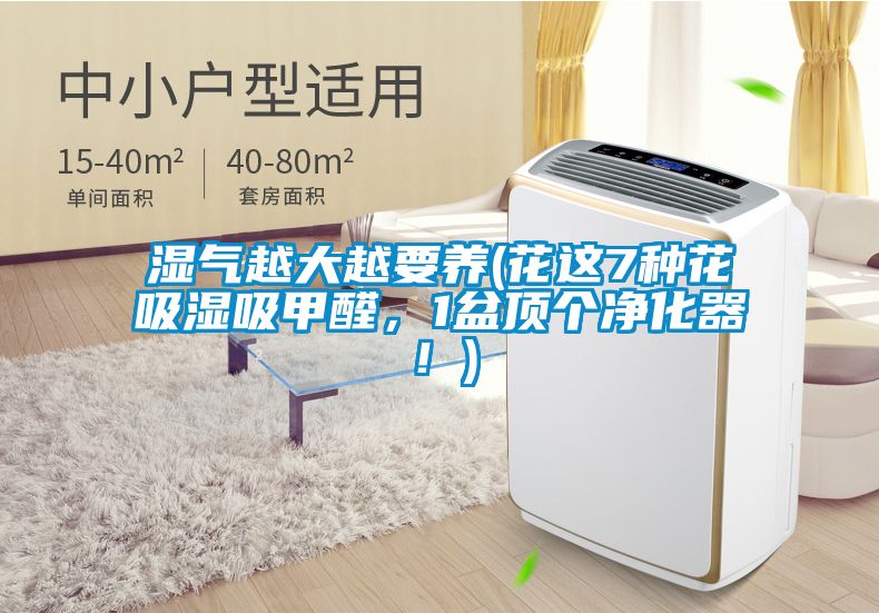 濕氣越大越要養(yǎng)(花這7種花吸濕吸甲醛，1盆頂個(gè)凈化器！)