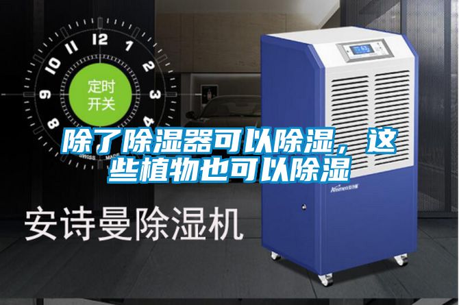 除了除濕器可以除濕，這些植物也可以除濕